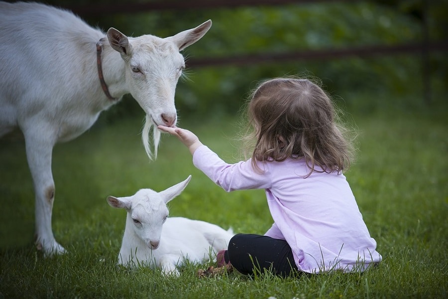Quelle interaction entre un enfant et un animal